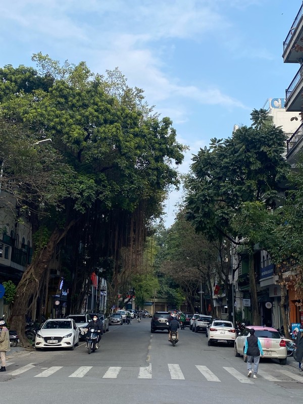 큰 가로수로 우거진 구도심 풍경 @뉴스코리아 이웅연 특파원 