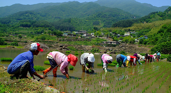 현행 5개월에서 8개월로 허용된 외국인 계절근로자 구인난 해소 기대 @뉴스코리아