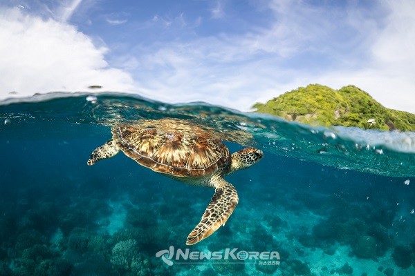 국내 PADI 다이버들을 위한 온라인 교육 세미나 전개 (두마케티 아포 섬) @필리핀관광부