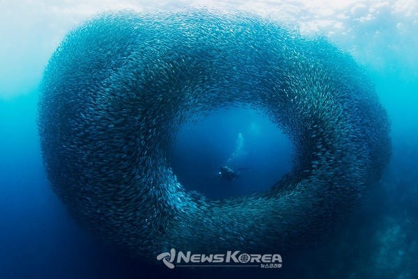 모알보알, 세부 @필리핀관광부