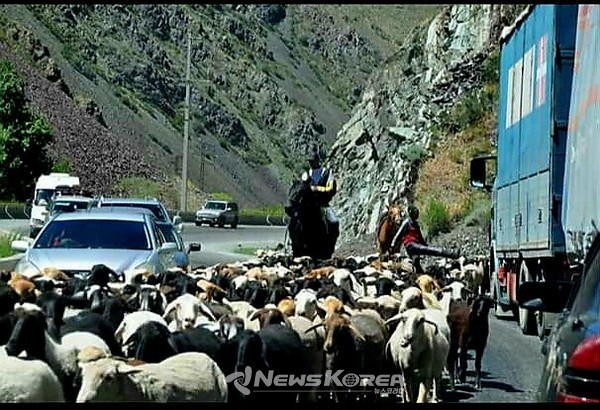 도로위 무법자들에게 차들이 기다려주거나 피해주는 모습에는 여유가 넘친다 @뉴스코리아 김상우 기자