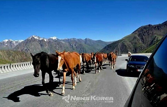 도로위 무법자들에게 차들이 기다려주거나 피해주는 모습에는 여유가 넘친다 @뉴스코리아 김상우 기자