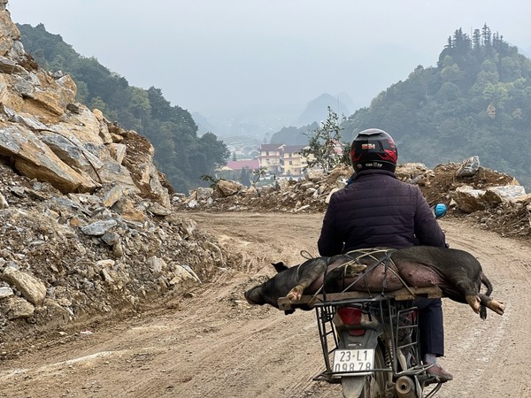 하장의 비포장 도로에서 만난 돼지를 실은 오토바이 @뉴스코리아 이웅연 특파원 