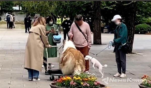 거리를 활보하는 세퍼드 외피를 걸치고 있는 토고