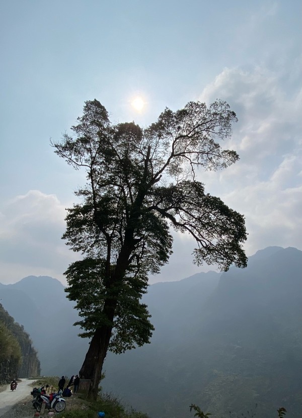 길가 좌측으로 혼자 서있는 나무 @뉴스코리아 이웅연 특파원 