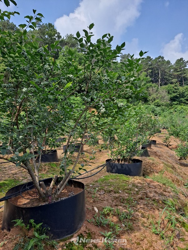 경기도 고양시 덕양구에 위치한 김병조(65) 씨의 블루베리 농장. 경기도 민생 특별사법경찰단이 동물생산업을 하고 있다고 주장하는 지역이다 @제보자 제공
