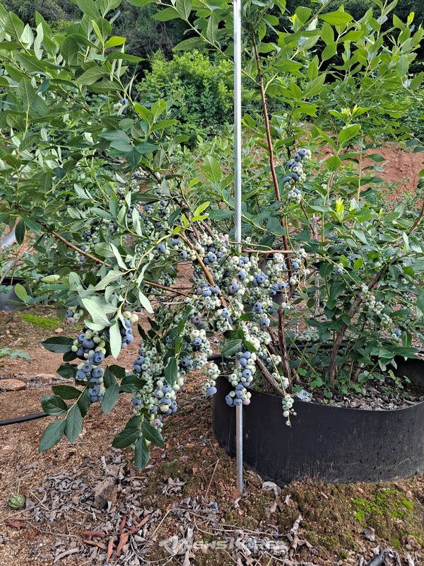 김씨가 재배하는 블루베리가 위치한 농장 @제보자 제공