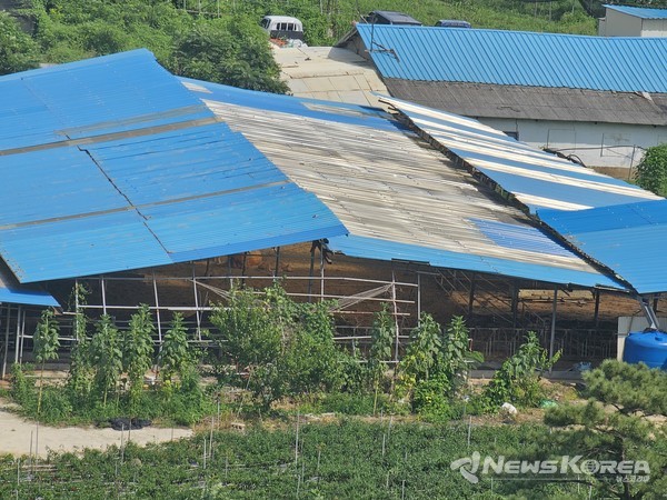 한가로이 쉬고있는 축사안 소무리 @뉴스코리아 최신 기자