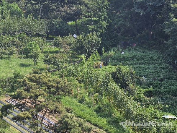 비가 그친 주말 오후 한적한 농촌 풍경 @뉴스코리아 최신 기자