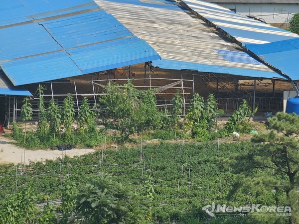 비가 그친 주말 오후 한적한 농촌 풍경 @뉴스코리아 최신 기자