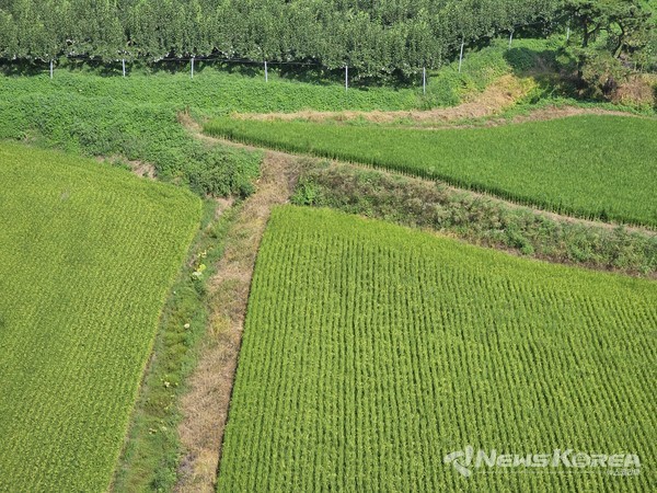 비가 그친 주말 오후 한적한 농촌 풍경 @뉴스코리아 최신 기자