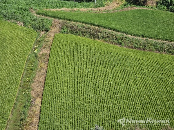 비가 그친 주말 오후 한적한 농촌 풍경 @뉴스코리아 최신 기자