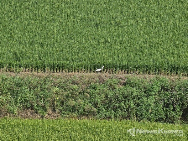 비가 그친 주말 오후 한적한 농촌 풍경 @뉴스코리아 최신 기자
