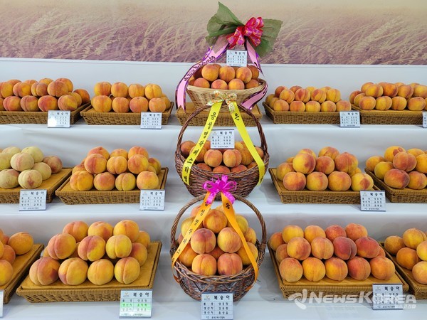 지난해 음성명작전시관 복숭아 @음성군