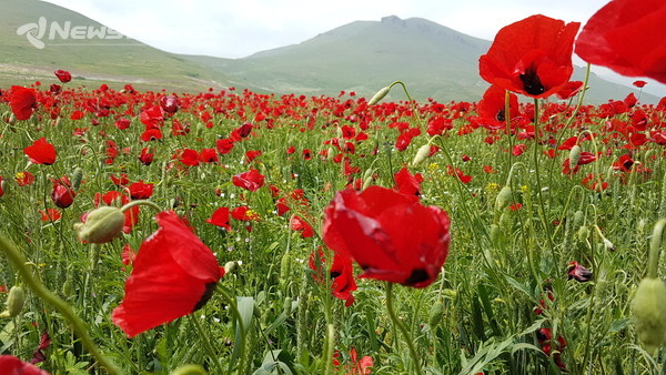 조지아 국경을 육로를 통과하여 아르메니아에 입국하면 만나는 야생 양귀비 @뉴스코리아 조지아 박철호 특파원