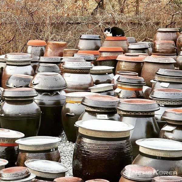 금봉산농원 장독대 풍경 @바바그라운드