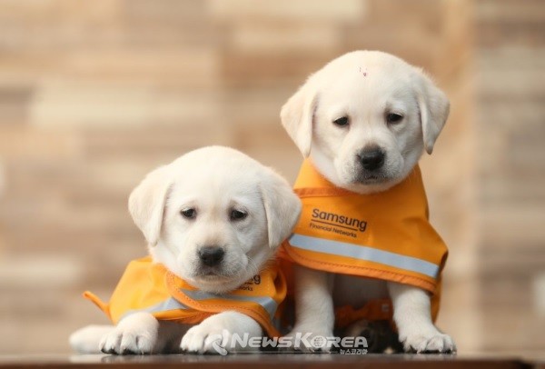 안내견은 생후 약 2년 간 자원봉사자와 함께 훈련을 받는다  @삼성화재