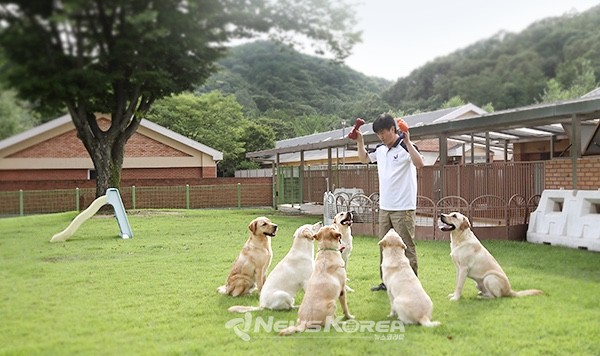 안내견은 출산과 입양과 은퇴까지의 과정에서 수많은 개체들의 도움과 지원이 필요하다  @삼성화재