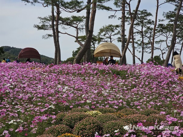 2023 화순 고인돌 가을꽂 축제장 주차장 앞은 온통 가을 꽃물결이다. @뉴스코리아 최신 기자