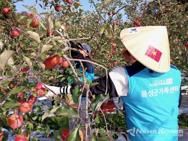 맹동면 다문화가정의 토마토 농장에서 일손 봉사를 진행했다. @음성군