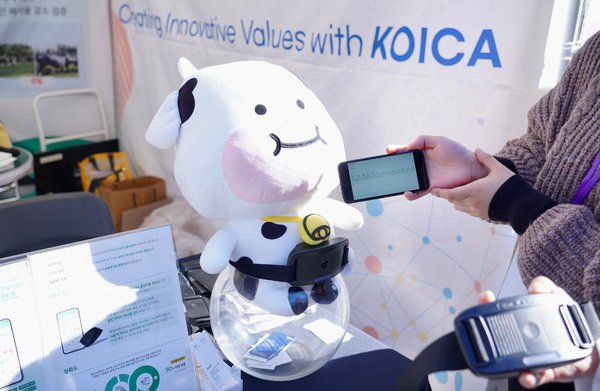 송아지 인형에 코이카 혁신적기술프로그램(CTS) 파트너인 바딧이 개발한 송아지 질병조기발견 센서를 부착한 모습 @코이카 제공