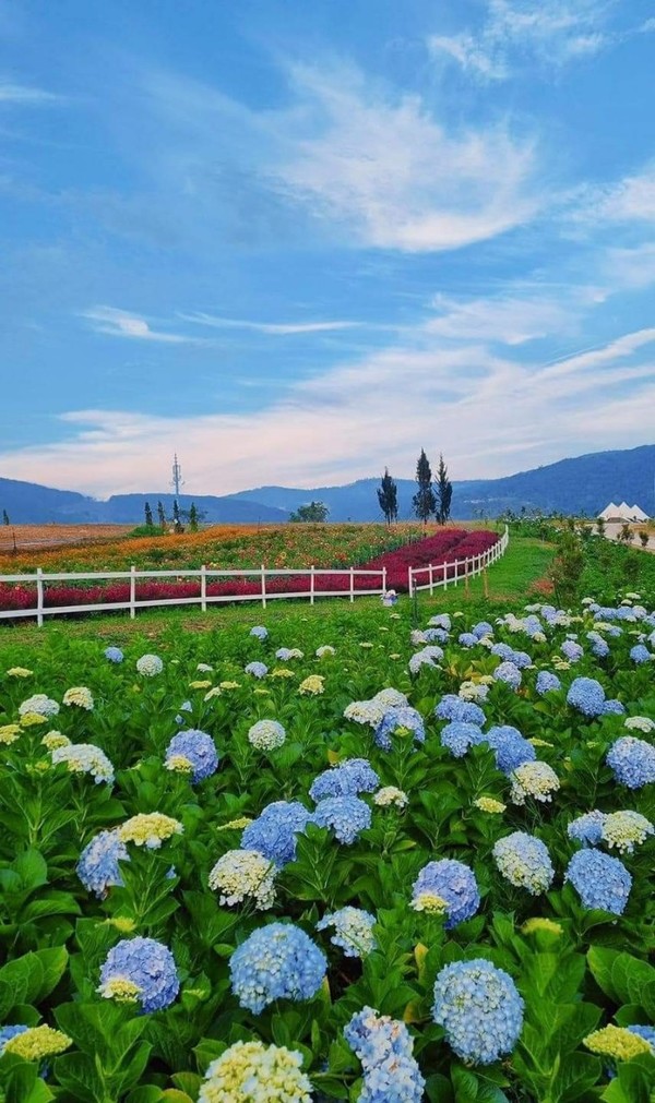 달랏에서 지내다보면 예쁜꽃들을 너무많이 보게된다. 꽃박람회도 자주 유치할만큼 달랏에는 꽃이 넘쳐난다. @뉴스코리아 이웅연 특파원 