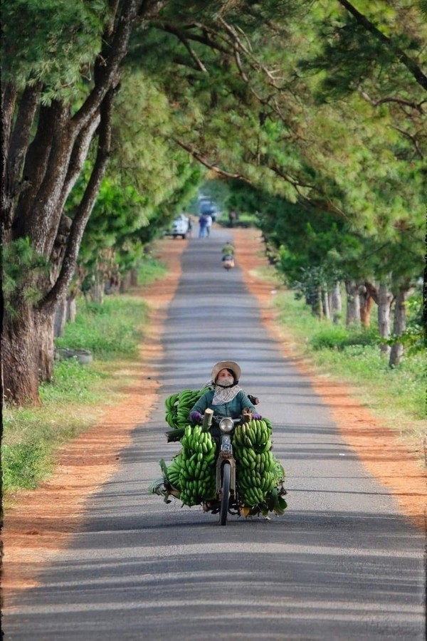 호텔에서 오토바이나 자전거를 렌탈해서 달랏 시내를 좀 벗어나면 소나무숲길이 많아 공기좋은 달랏을 여행하는데 최고다. @뉴스코리아 이웅연 특파원 