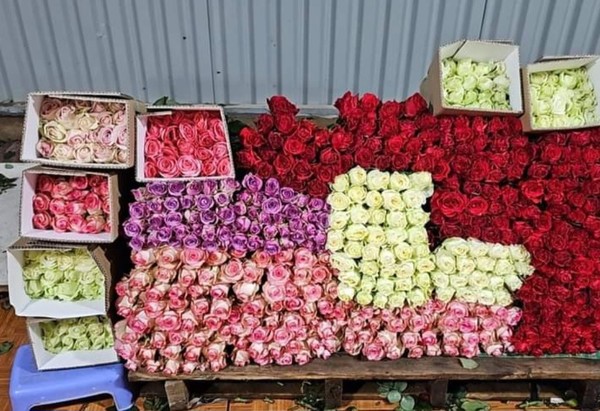 장미꽃 한송이에 한국돈 300원 ~400원 이다. 장미꽃 100송이 선물은 달랏가면 해보자! @뉴스코리아 이웅연 특파원 