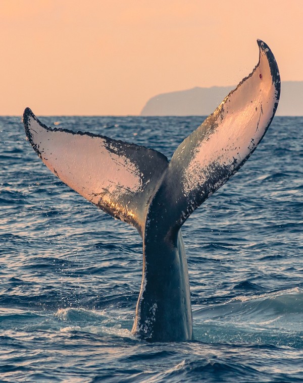 아름다운 날씨 속 웅장한 혹등고래의 자태를 눈 앞에서 볼 수 있다  @하와이안항공