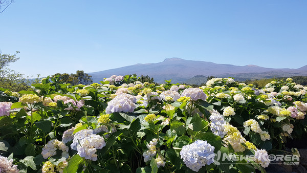 ▶휴애리 : 서귀포시 남원읍 신례동로 256 @제주관광공사