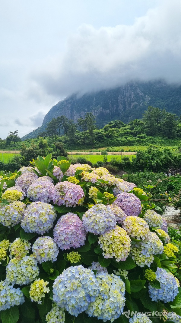 ▶동광리 수국길 / 사계리수국길 @제주관광공사
