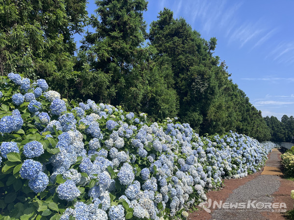▶보롬왓 : 제주 서귀포시 표선면 번영로 2350-104 @제주관광공사
