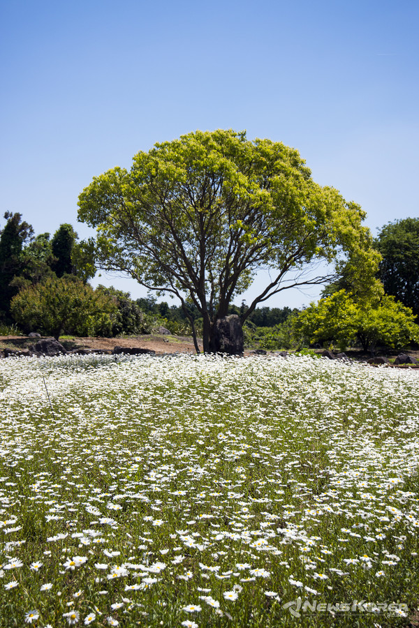 ▶샤스타데이지 : 제주시 한림읍 월림7길 90 서부농업기술센터   @제주관광공사