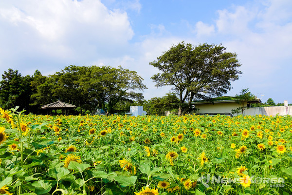 ▶해바라기 : 제주시 애월읍 항파두리로 50 항파두리항몽유적지 @제주관광공사