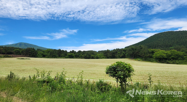 ▶메밀꽃 : 제주시 오라이동 산76 오라메빌밭 @제주관광공사