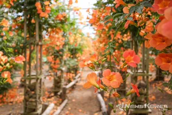 ▶능소화 : 제주시 한경면 판조로 253-6 비체올린  @제주관광공사