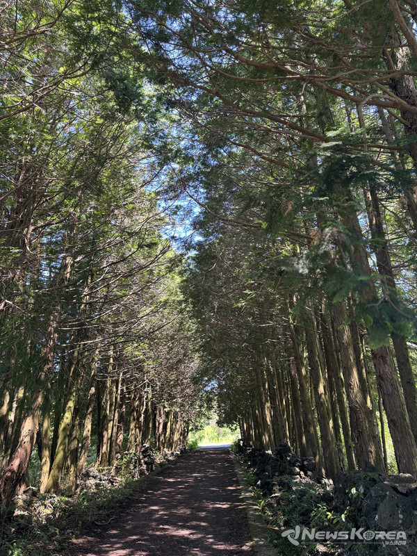 ▶ 샤이니숲길 : 제주시 조천읍 교래리 719-10 @제주관광공사