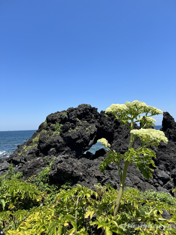 ▶ 종달리 고망난돌 : 제주시 구좌읍 종달리10 @제주관광공사
