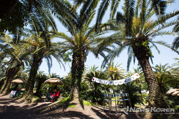 ▶ 상가리 야자숲 : 제주시 애월읍 고하상로 326 @제주관광공사