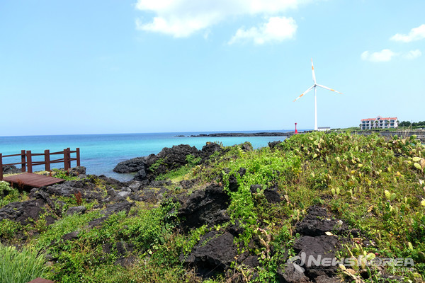 ▶ 월령리 선인장 군락지 : 제주시 한림읍 월령리 359-4 @제주관광공사