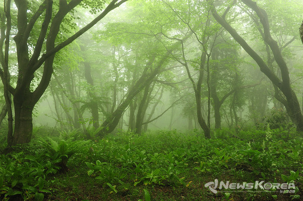 ▶ 사려니숲길 : 제주시 조천읍 교래리 산 137-1 @제주관광공사