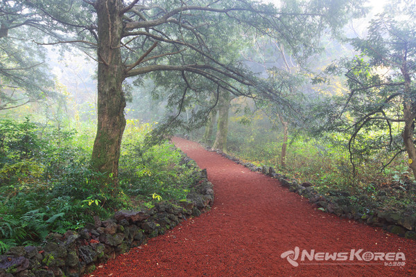 ▶ 비자림 : 제주시 구좌읍 비자숲길 55 @제주관광공사