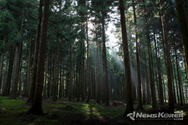 ▶ 제주절물자연휴양림 : 제주시 명림로 584 @제주관광공사