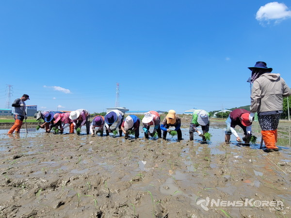 해맑은벼 채종포 손모내기 사진 @아산시