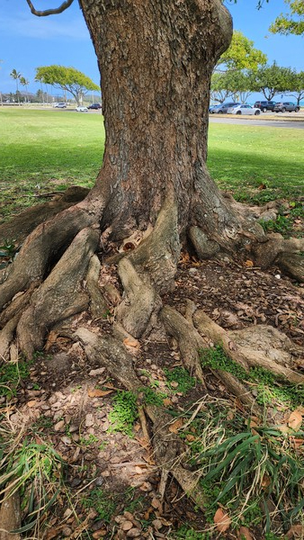 하와이 닭들은 큰 나무를 집 삼아 살아간다. 초보 엄마 닭은 나무 밑둥에 둥지를 틀고 앉아 알을 품는다. 엄마 닭의 정성에도 불구하고 이런 둥지에서는 병아리가 나오기 힘들다. 사람이나 들짐승들의 공격대상이 되기 때문이다. @뉴스코리아 김찬훈 특파원