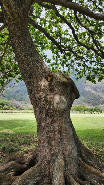 서열이 높거나 고참 엄마 닭들은 아름드리 나무 중턱에 올라가 둥지를 튼다. 침입자로부터 자신과 알을 보호하기에 안성맞춤이기 때문이다. 이런 닭들은 여행객이 접근하면 호들갑을 떨며 소리지르고 사람의 머리 위로 날아다니므로 주의해야 한다.@뉴스코리아 김찬훈 특파원