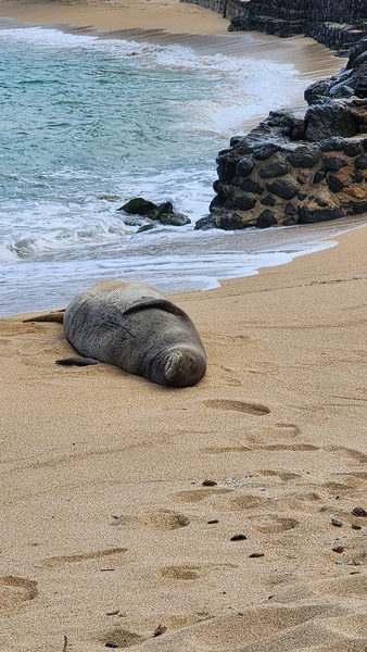 하와이안 물개로 불리는 몽크 물범(Monk Seal)이 오아후섬 북쪽에 위치한 한 해변에서 뒹굴고 있는 모습. 하와이에는 갯벌이 없어 주 먹이인 조개, 굴, 오징어 등 해양생물이 부족한데도 불구하고 몽크 물범은 태평하게 낮잠을 즐기고 있다. @뉴스코리아 김찬훈 특파원