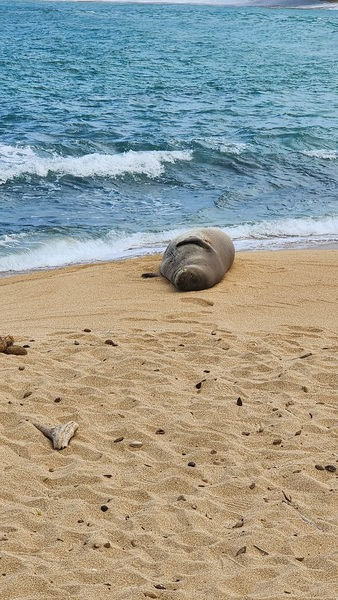 멀리서 보면 몽크 물범은 해변 바위와 비슷하다. 세심한 탐구욕을 가진 여행자라면 어렵지 않게 하와이의 평화로운 바닷가에서 몽크 물범과 인사를 나눌 수 있다. @뉴스코리아 김찬훈 특파원