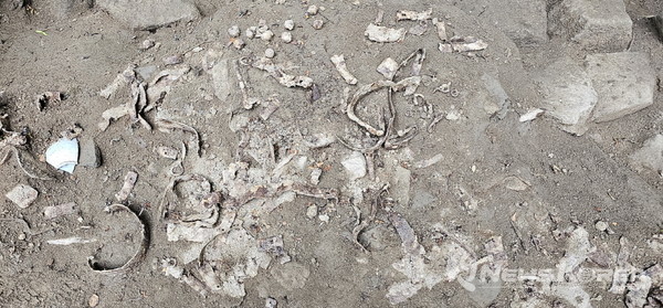 군기고 내 목모포 부재 출토 현황 @고양시