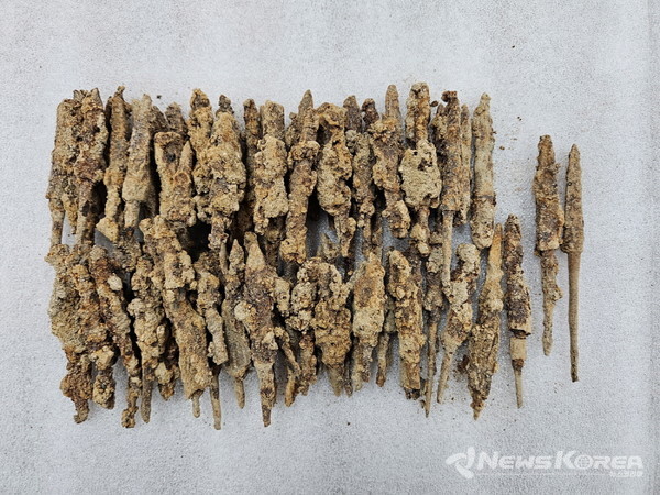 향미고 내 출토 화살촉 @고양시